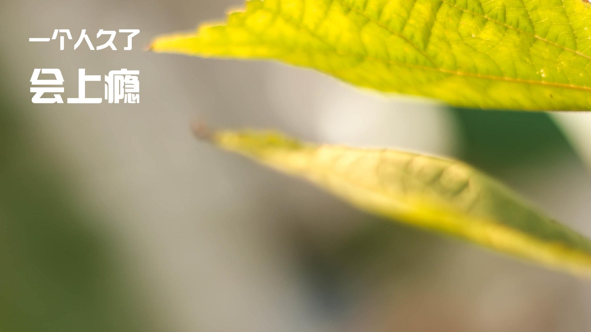 “天生的竞速者”——顶尖豪车的极限性能展示,豪华竞速技巧