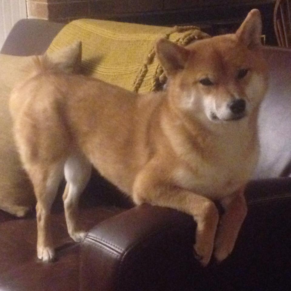 《王者荣耀全球大战,五大赛区强势对决》,王者荣耀有没有全球性比赛