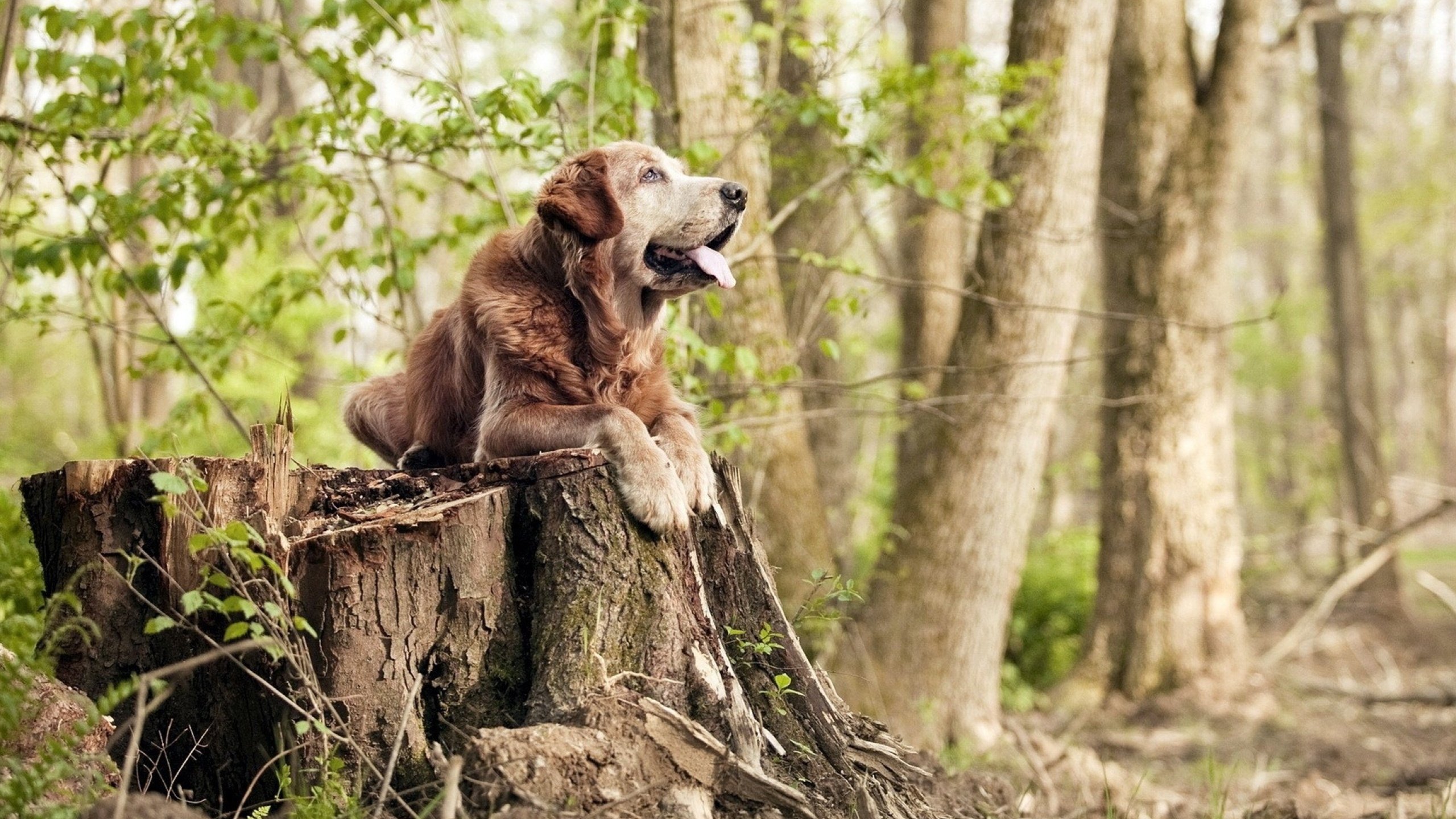【智能比分直播】实时数据解读带来沉浸感,在线比分