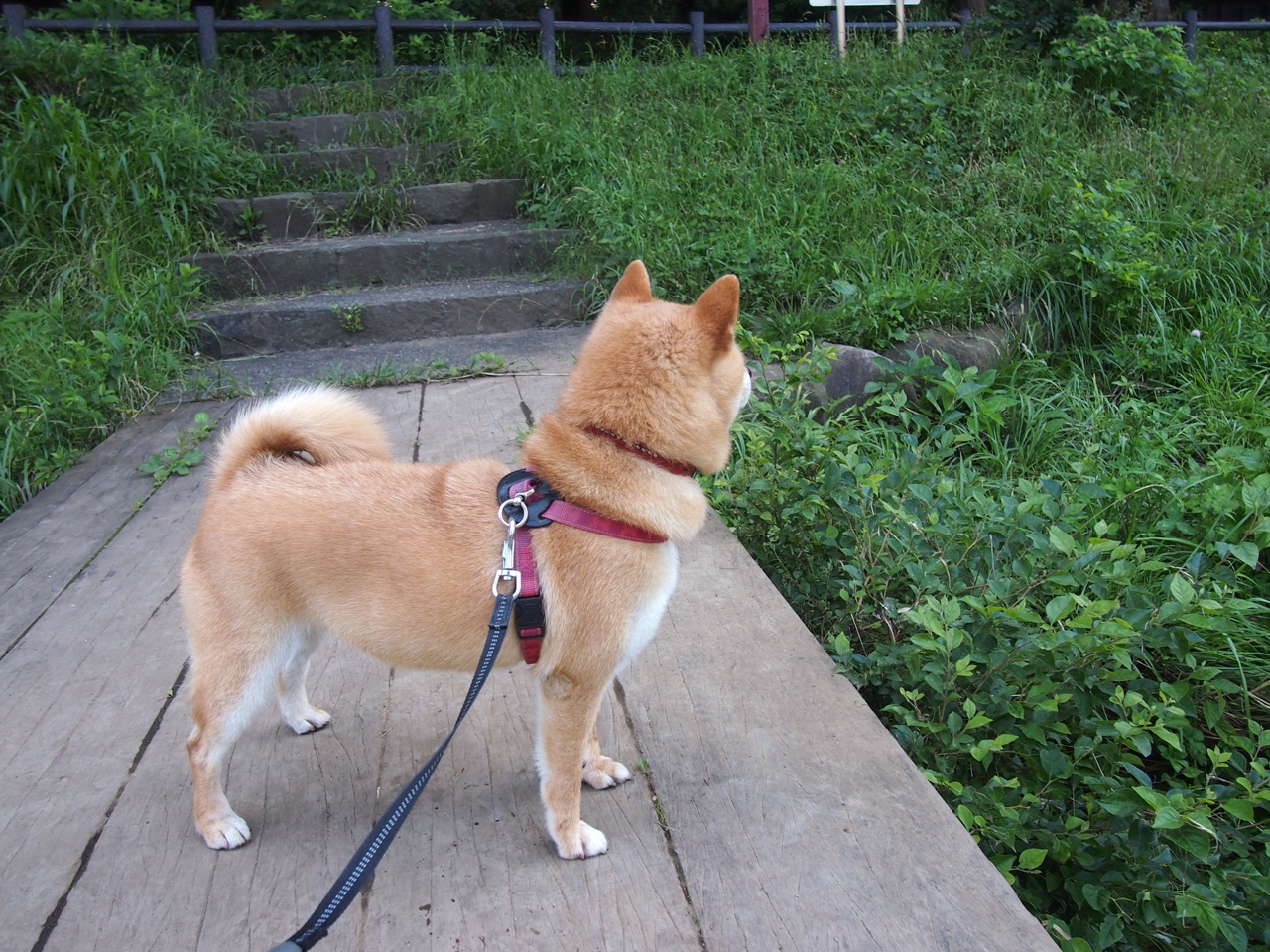 传奇人生：那些用篮球改变命运的故事，篮球人的奋斗史