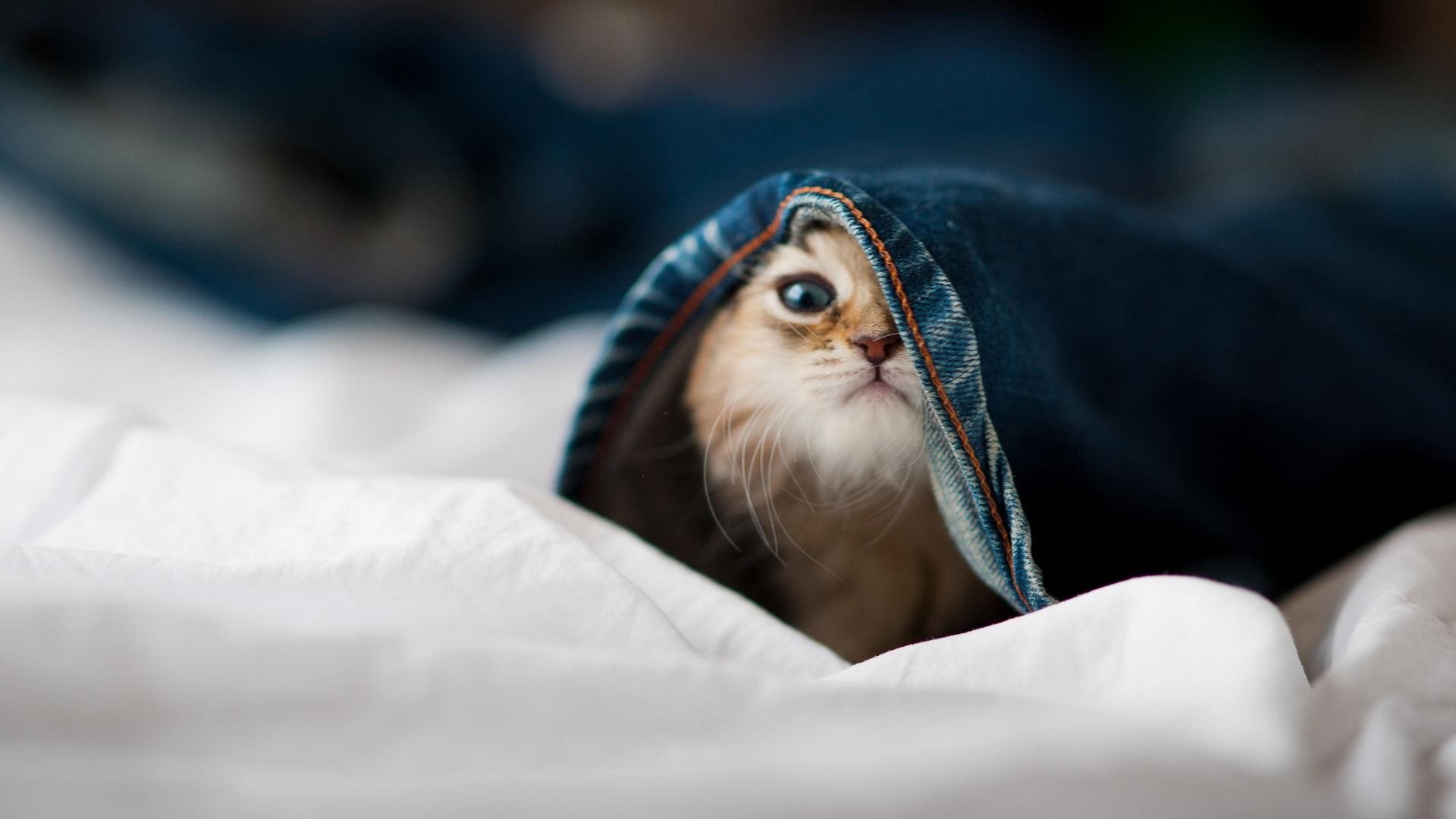 传奇教练的“战术宝典”:深耕细作助力球队实现飞跃,盘点十大传奇训练家