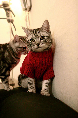 多平台同步直播：实现零距离感受比赛魅力，同步直播今年